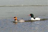 Common Merganser